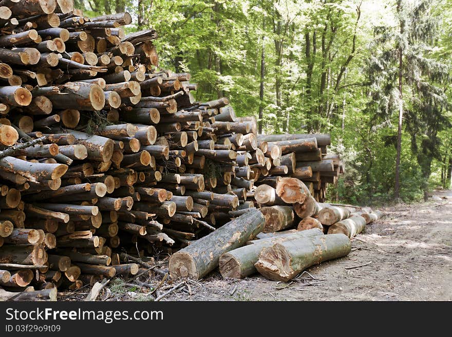 Stack of cut tree trunks lying in mixed forest. Stack of cut tree trunks lying in mixed forest.