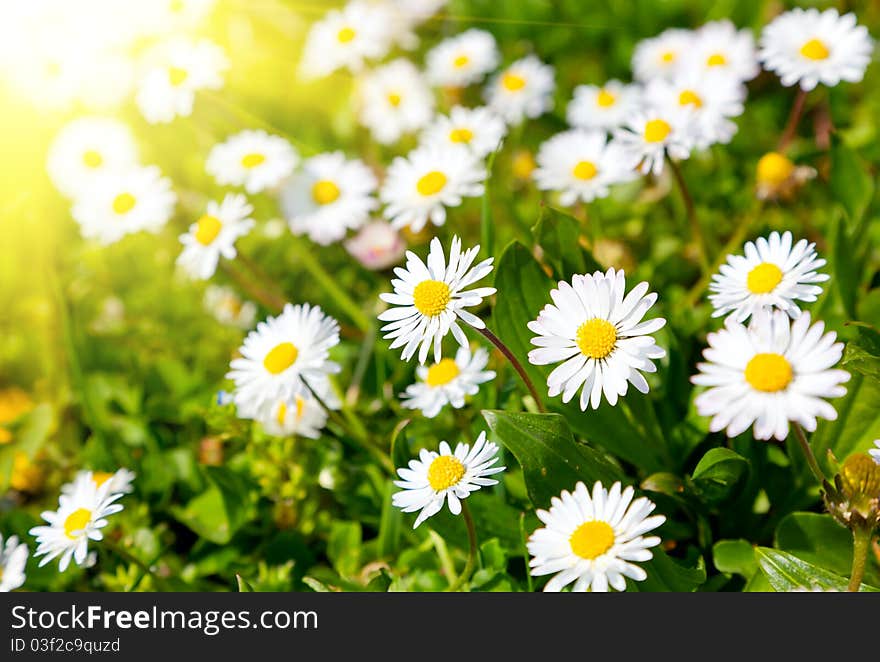 Daisies in a meadow with sunlight, close-up