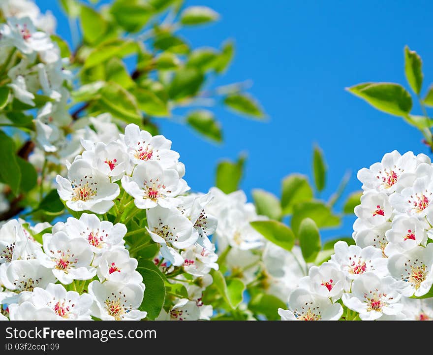 Apple bloom on blue sky