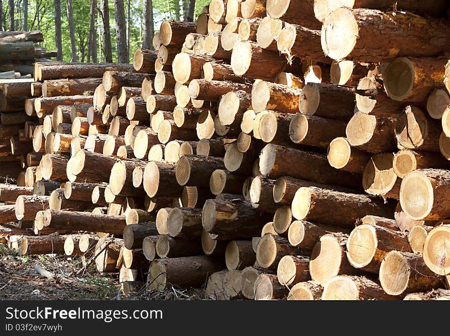 Stack of cut tree trunks lying in forest in summer time. Stack of cut tree trunks lying in forest in summer time.