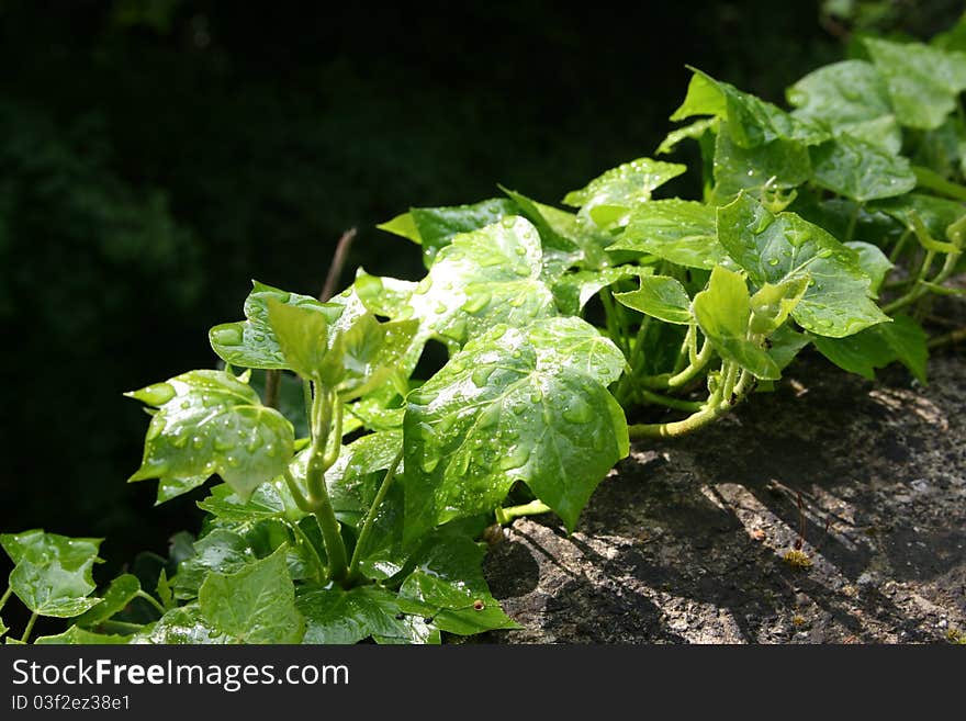 Ivy leaves