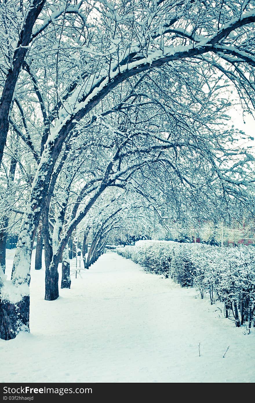 Scenic winter trees and path covered in snow. Scenic winter trees and path covered in snow.