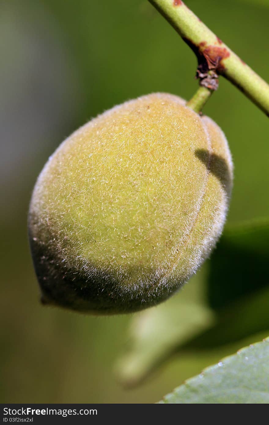 Closeup shot of unripe green apricot fruit.