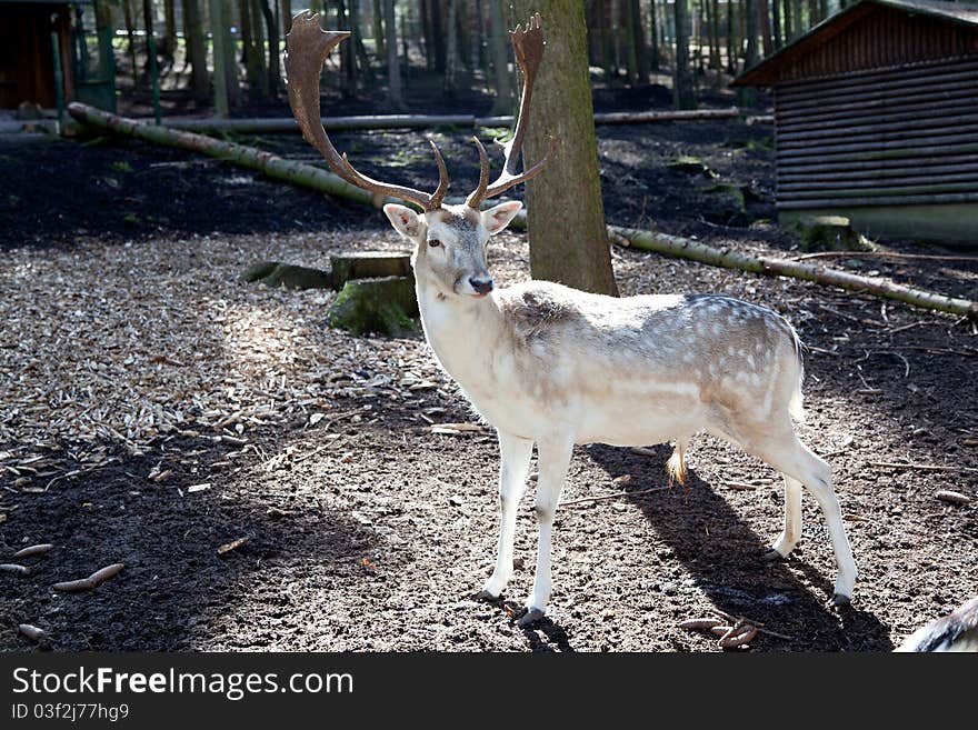 One deer in the spring forest