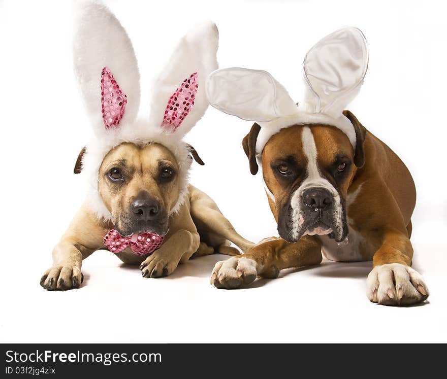 A boxer and boxer mix dressed as bunnies. A boxer and boxer mix dressed as bunnies.