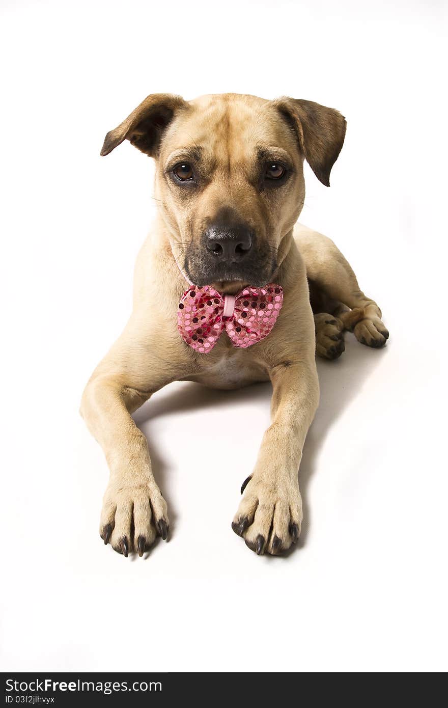 Boxer Mix Wearing Pink Bow Tie