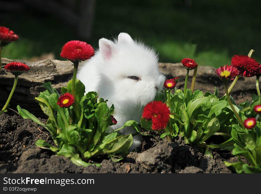 Cute white dwarf rabbit with flowers