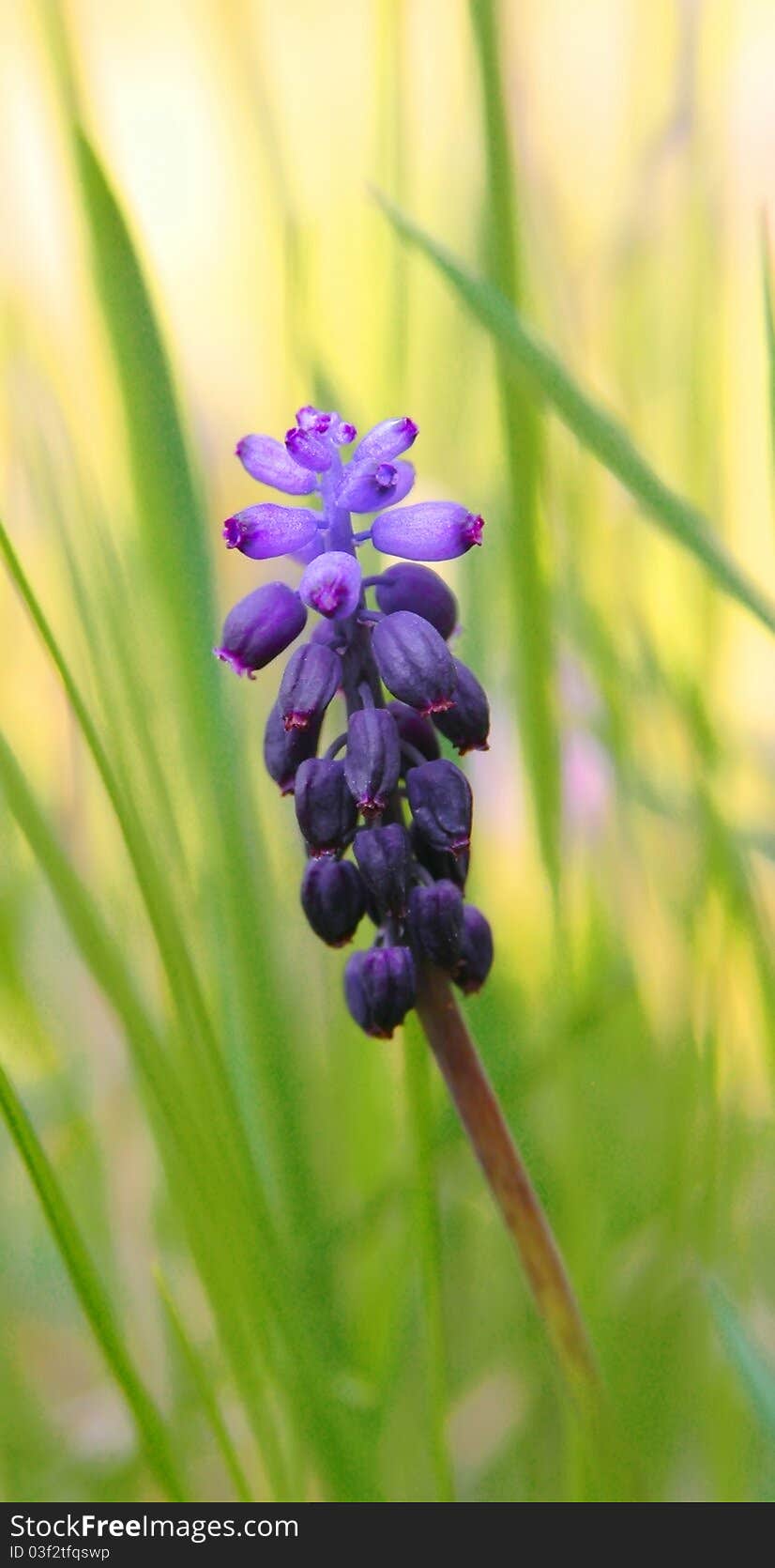 Beauty muscari neglect-um  close up. Beauty muscari neglect-um  close up