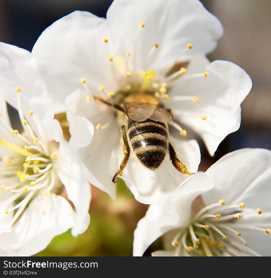 Wasp collecting pollen from cherry blossom. Wasp collecting pollen from cherry blossom