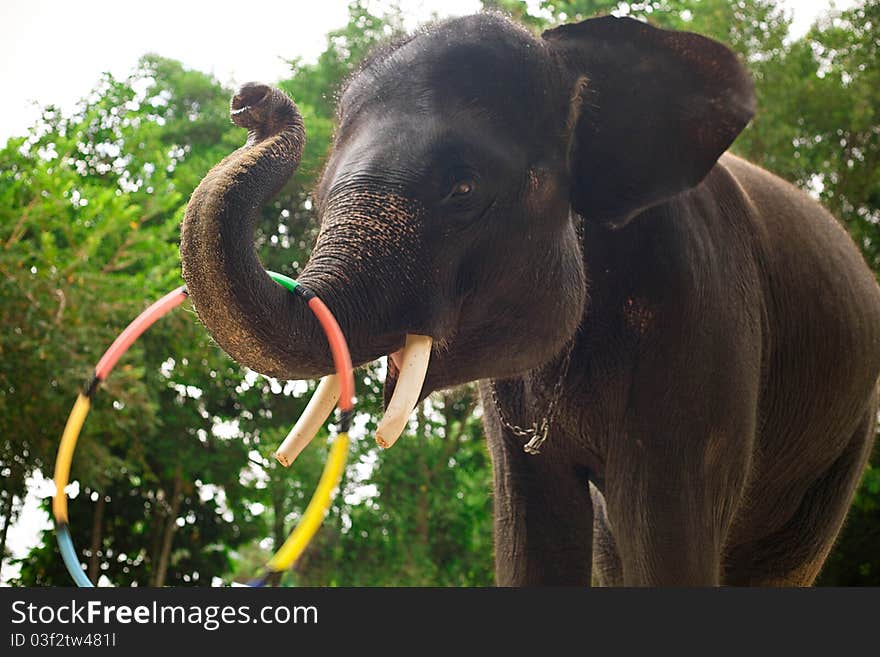 Elephant's head showing depigmentation.