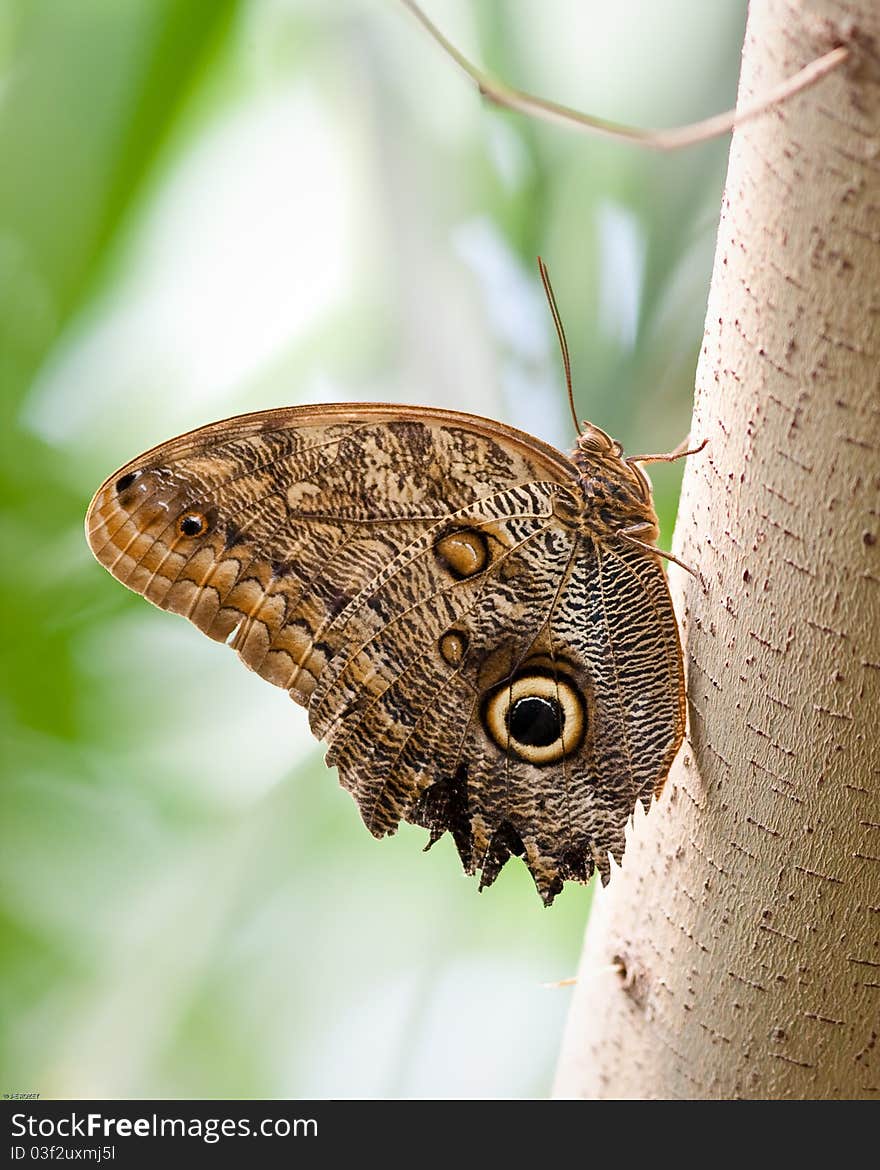 Butterfly in captivity at a zoo. Butterfly in captivity at a zoo