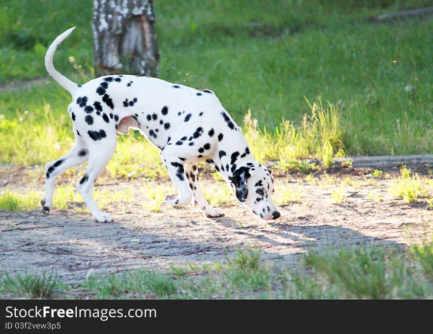 Young is dog, species Dalmatian on nature