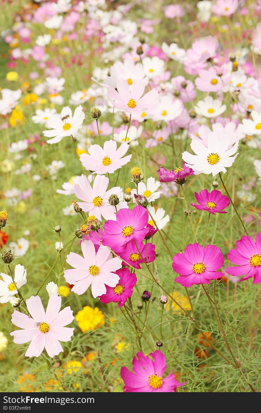 The bright summer field flowers / Cosmos, kosmeya