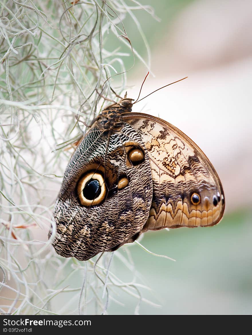 Giant Owl Butterfly