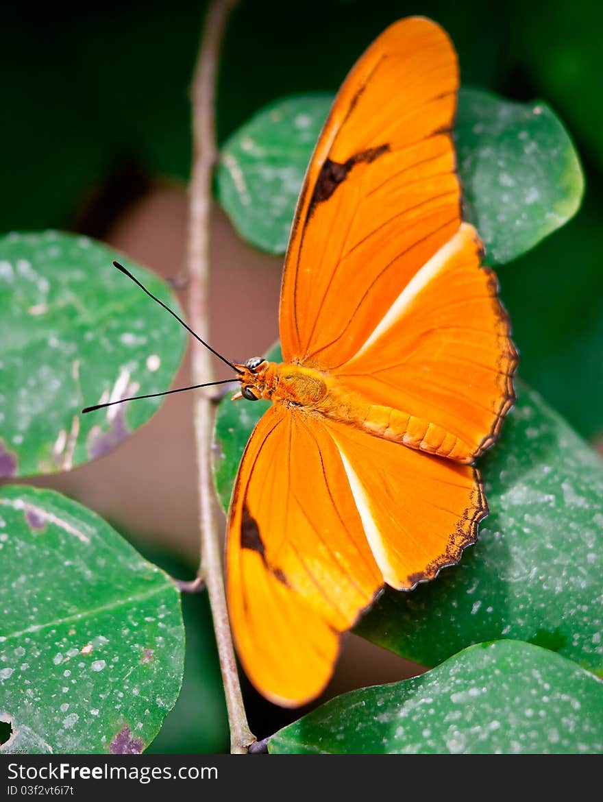 Butterfly in captivity at a zoo. Butterfly in captivity at a zoo