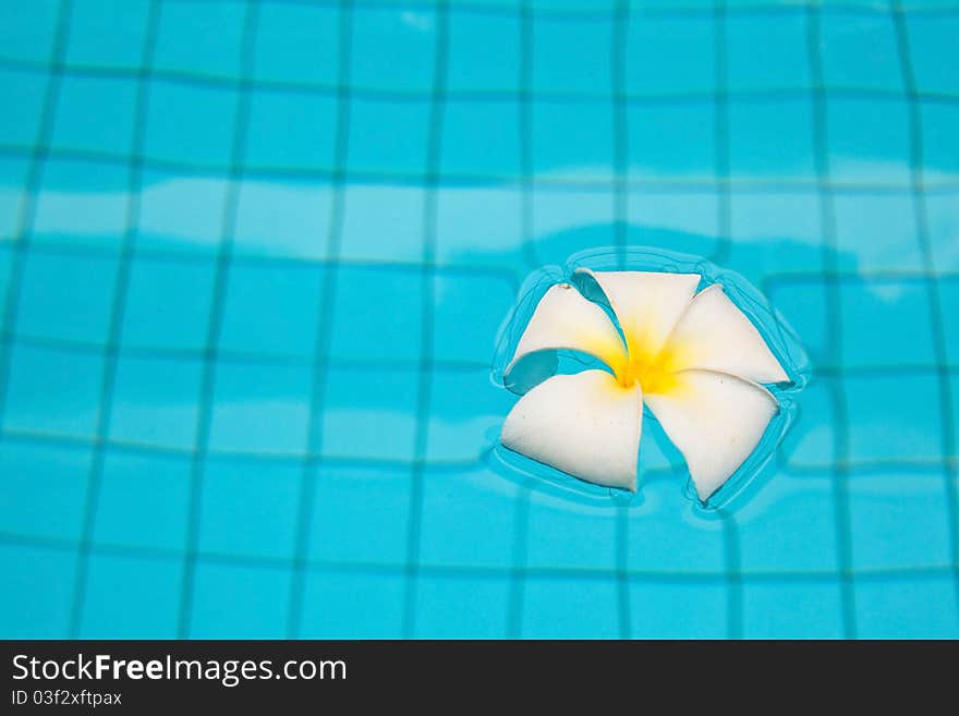 Plumeria Flower Near Pool