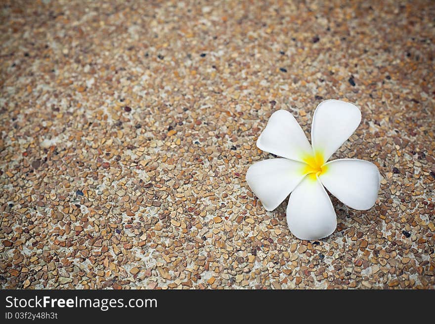 Plumeria Flower