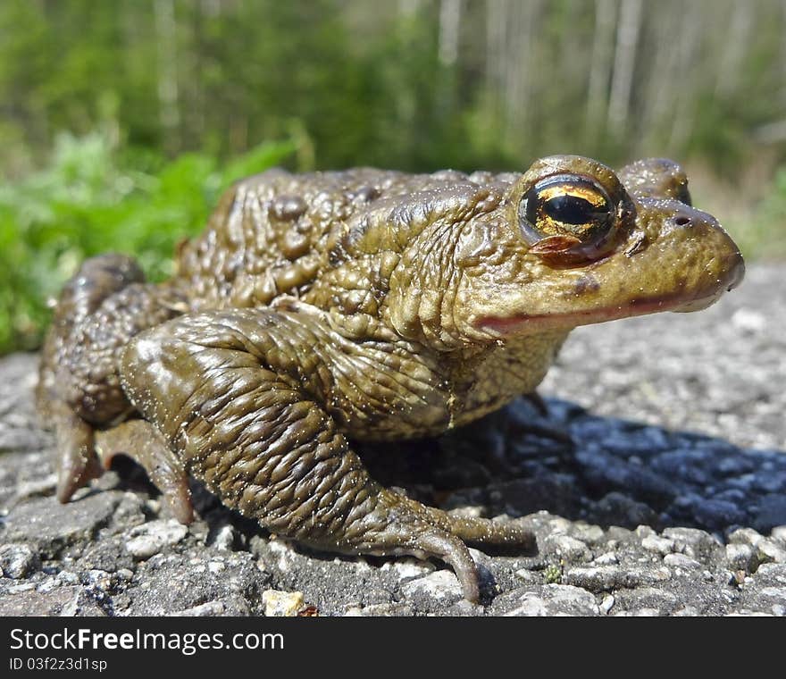 Frog - european toad