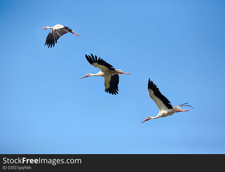 Three Stork