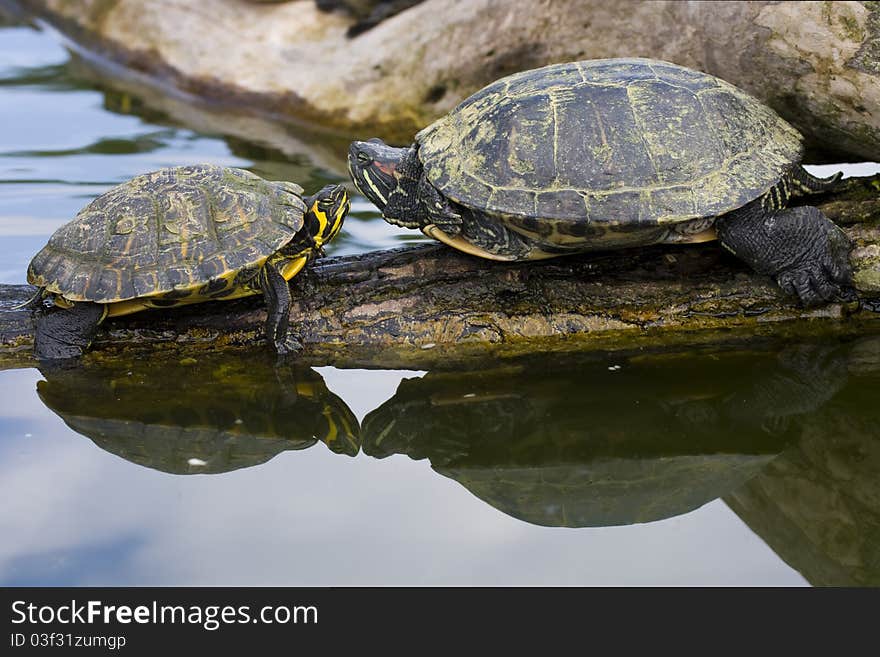 Red Eared Sliders in a water