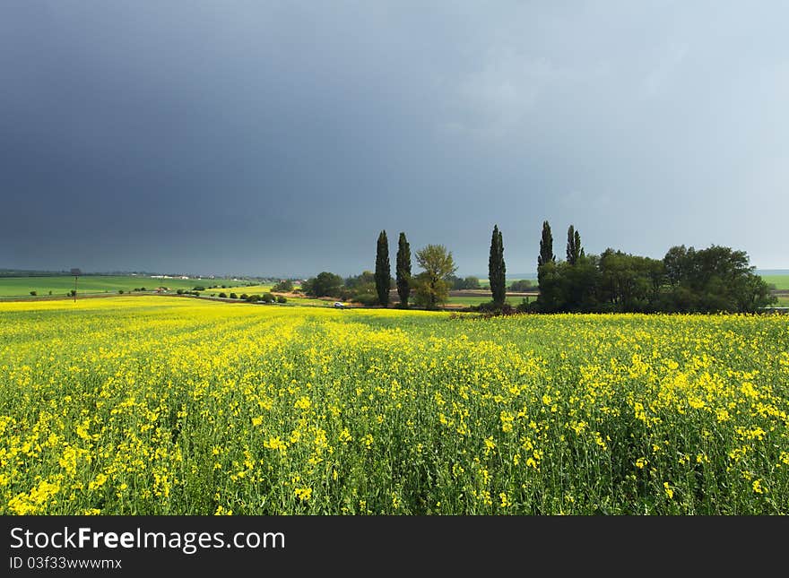 Spring Meadow with yellow flowers and storm.