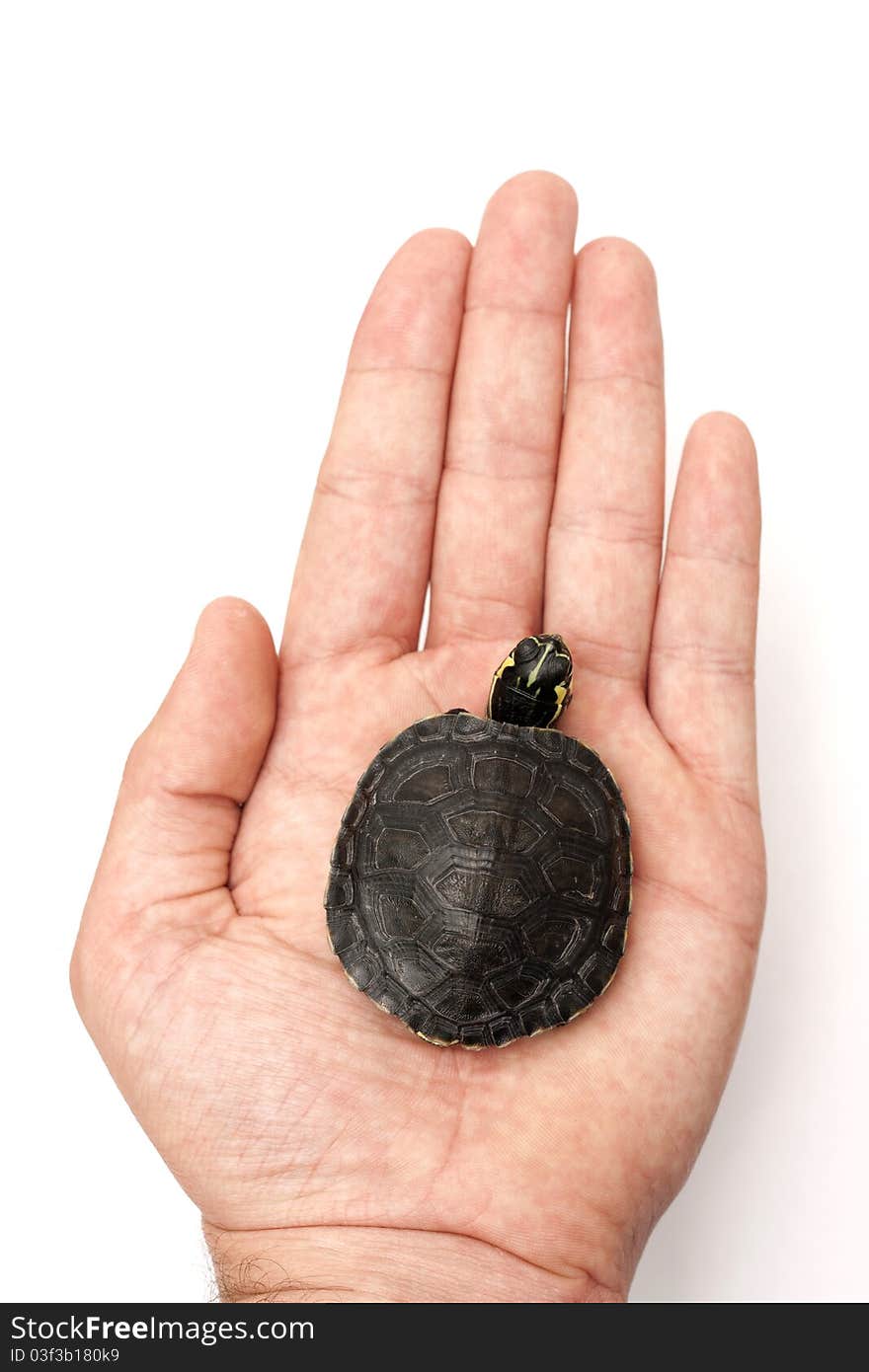 One Baby turtle standing in one hand