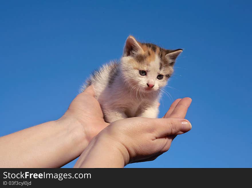 In palms the woman sits small kitten