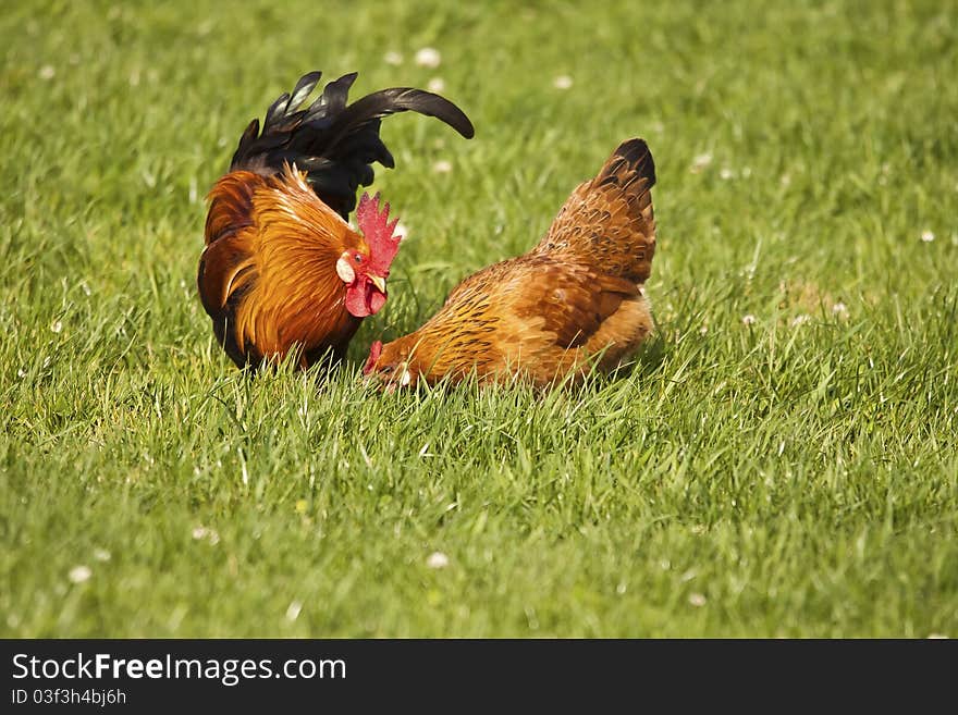 Pair of birds (chickens) eating freely in the meadow. Pair of birds (chickens) eating freely in the meadow