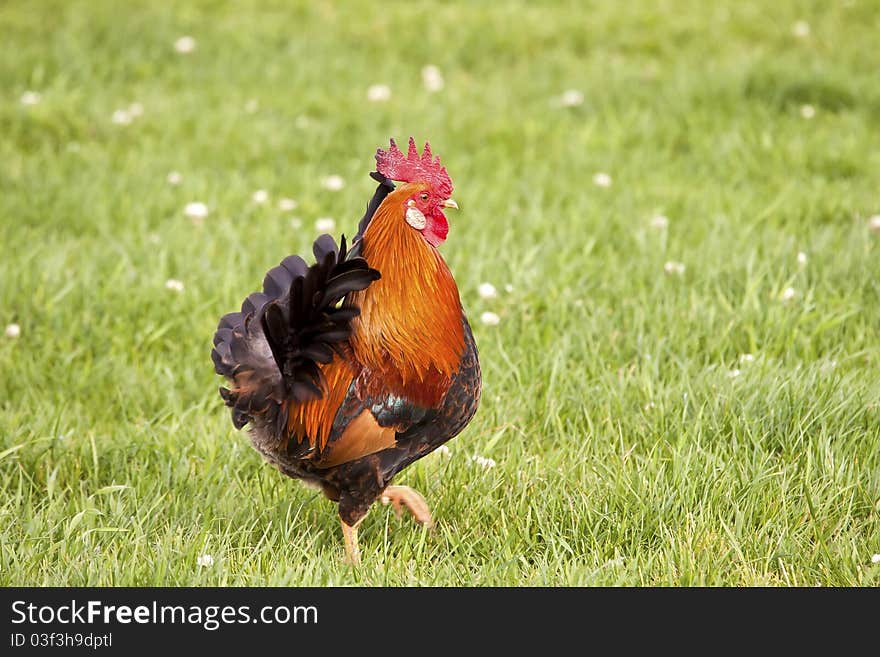 Hover Rooster