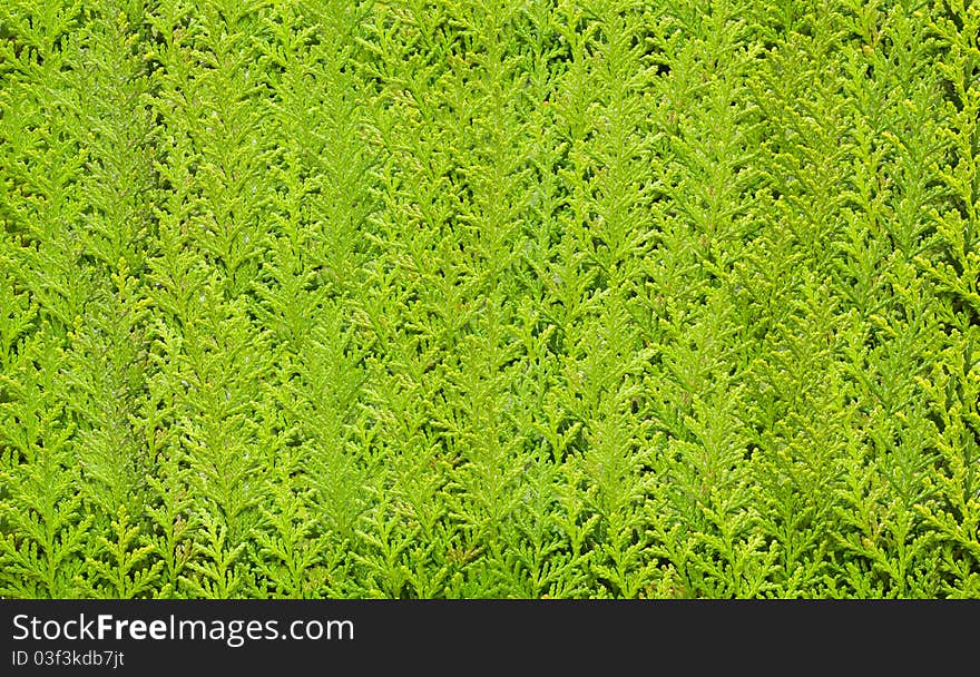 Cypress tree leaves