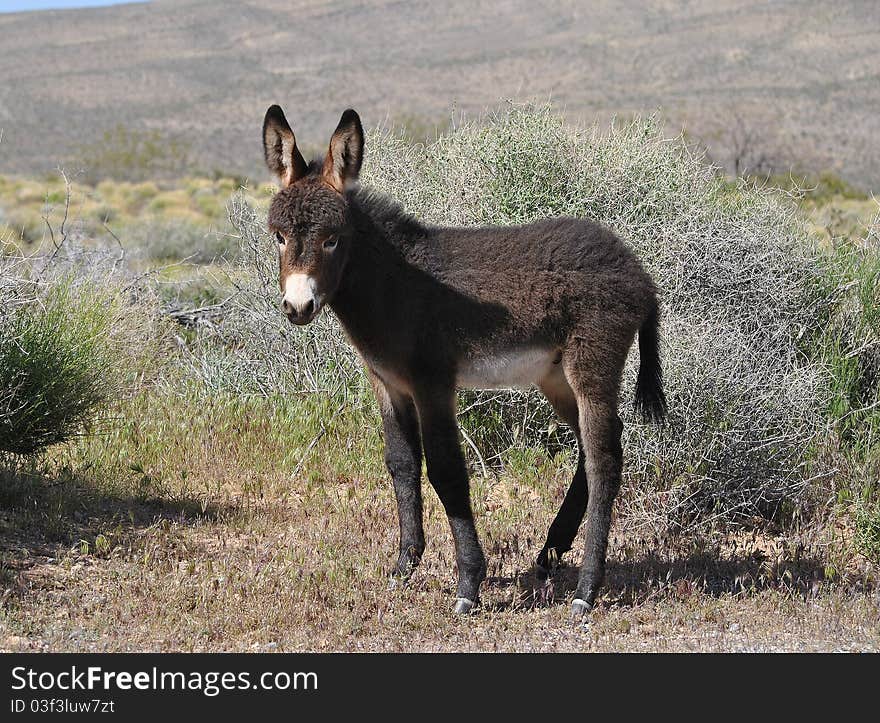 An image of a young burro standing amid desert landscape. An image of a young burro standing amid desert landscape