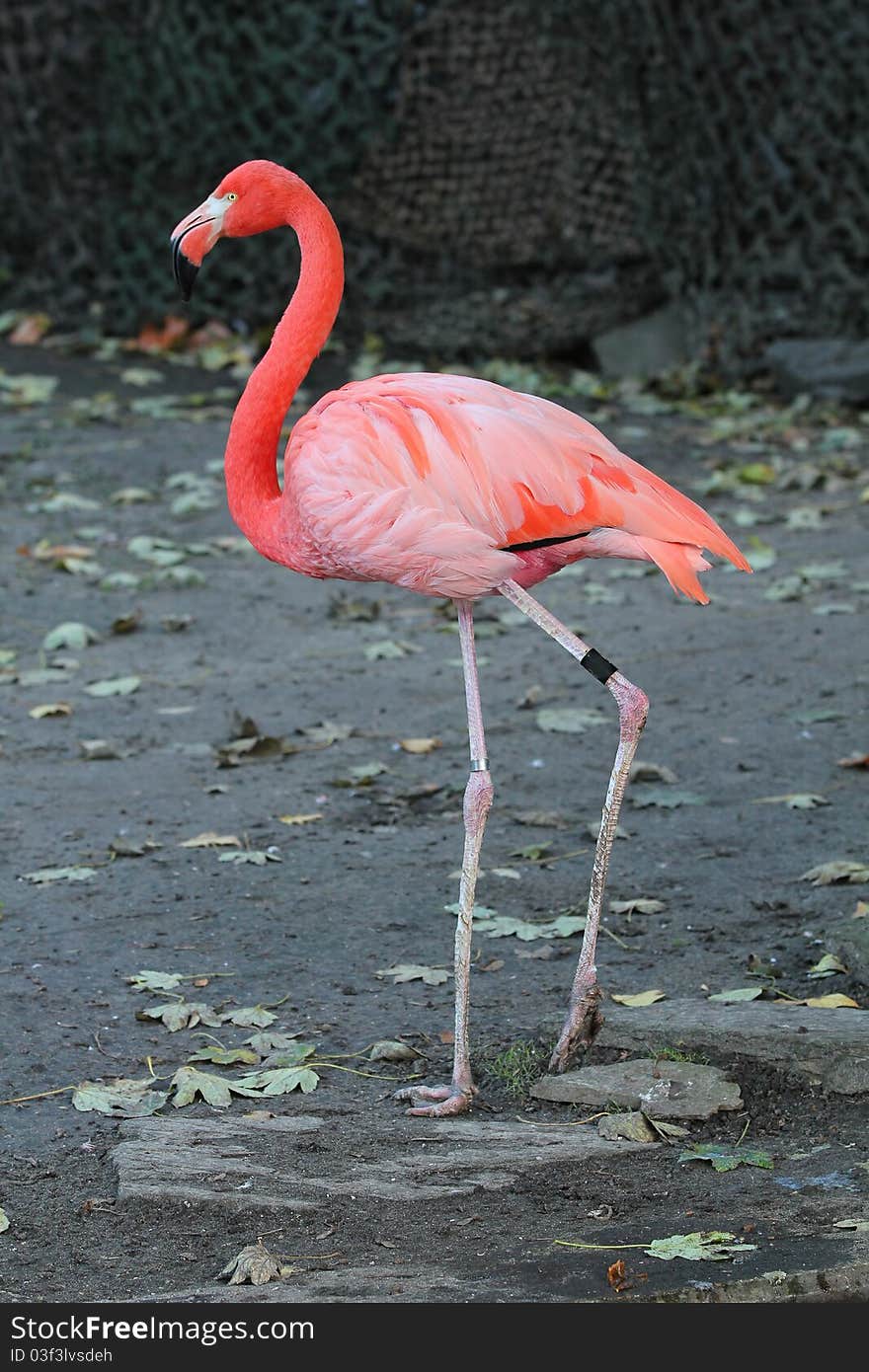 Flamingo