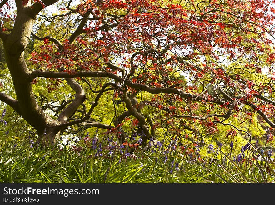 Japanese Maple