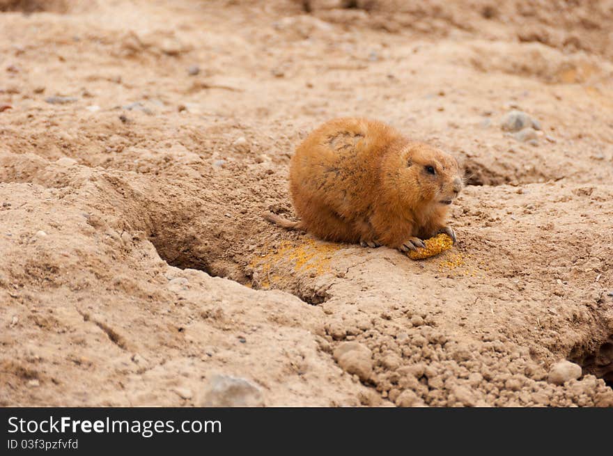 A Prairie dog on a dirt mountain