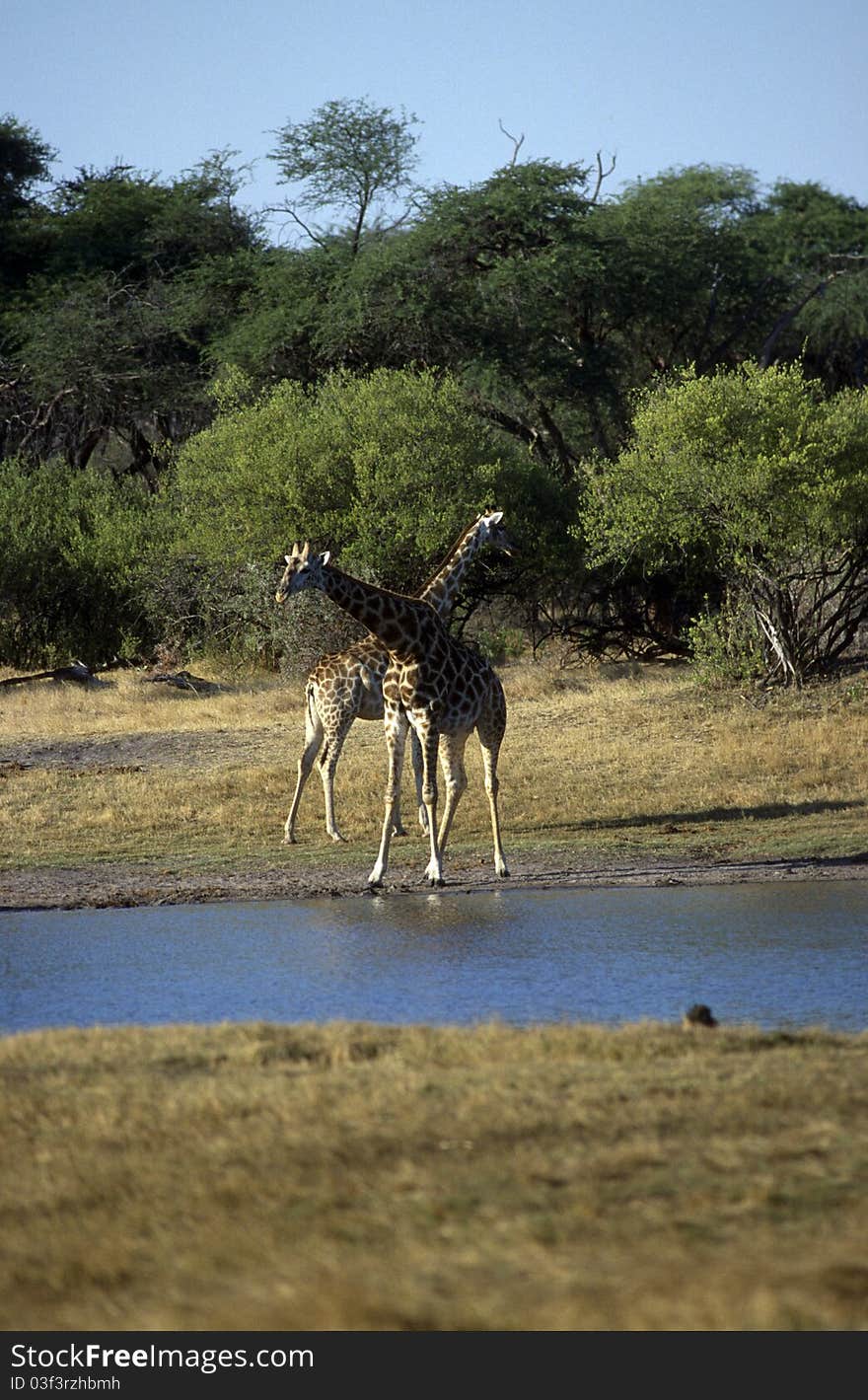 Adult African giraffes near a water source.