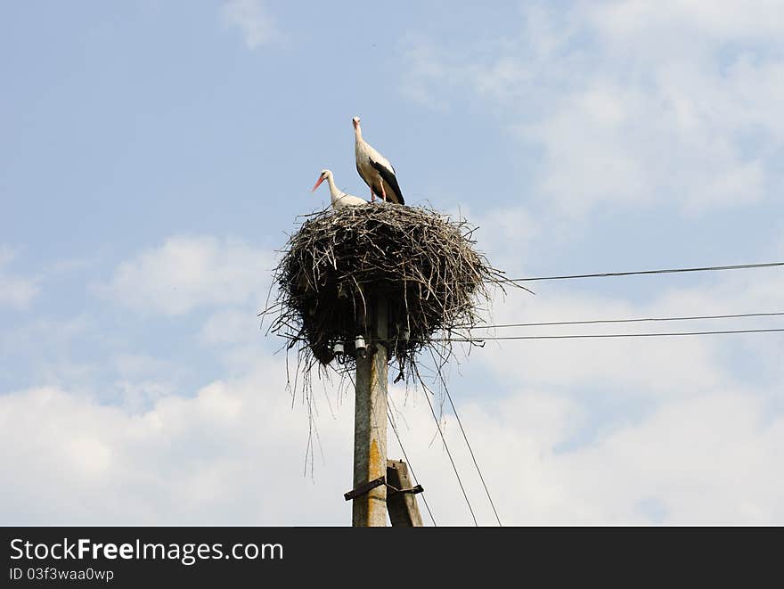 Two white storks in the nest on the elektrical pole blue sky.Nature