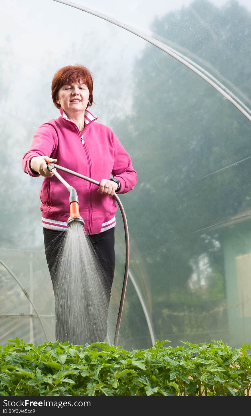 Woman watering  Seedling Tomato in  greenhouse