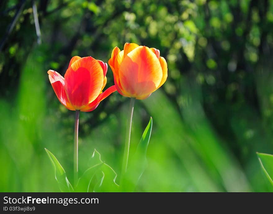 Two blossoming tulips in spring wood. Two blossoming tulips in spring wood