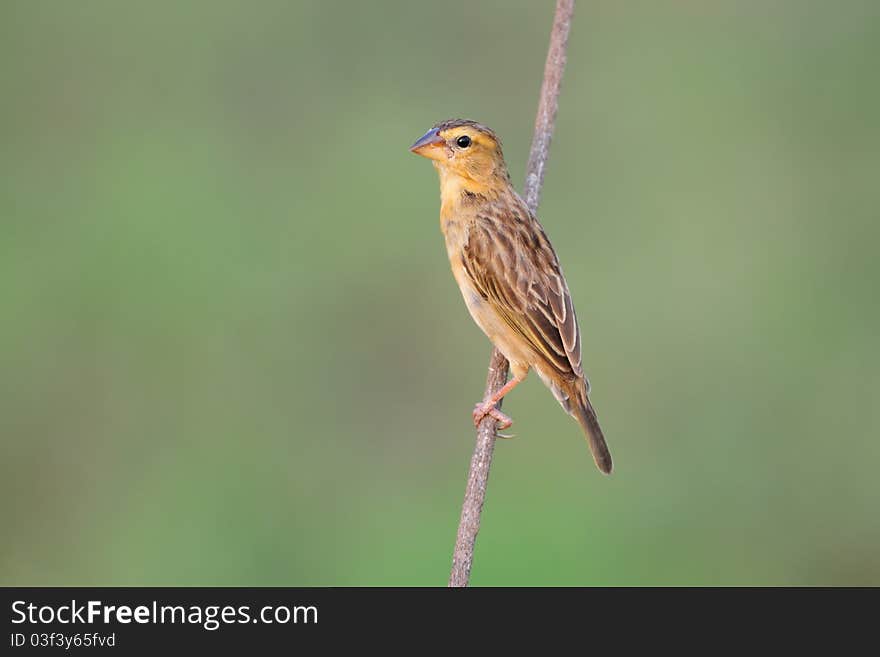 Baya Weaver