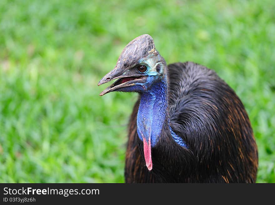 Close up of Cassowary Bird