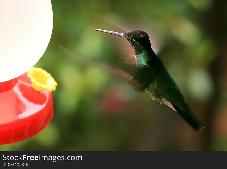 Hummer Approaching Feeder