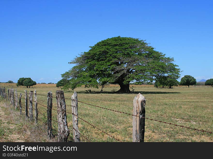 Fenced Tree