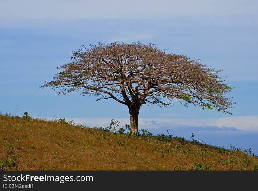 Tree without foliage on a hill, with the sky in the background. Tree without foliage on a hill, with the sky in the background.