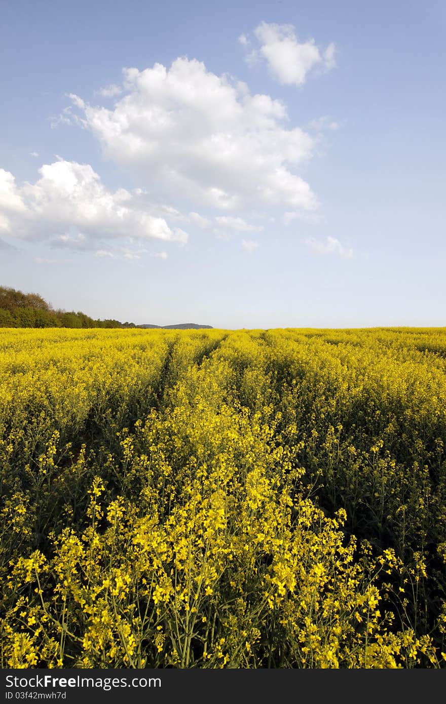 Rape Field