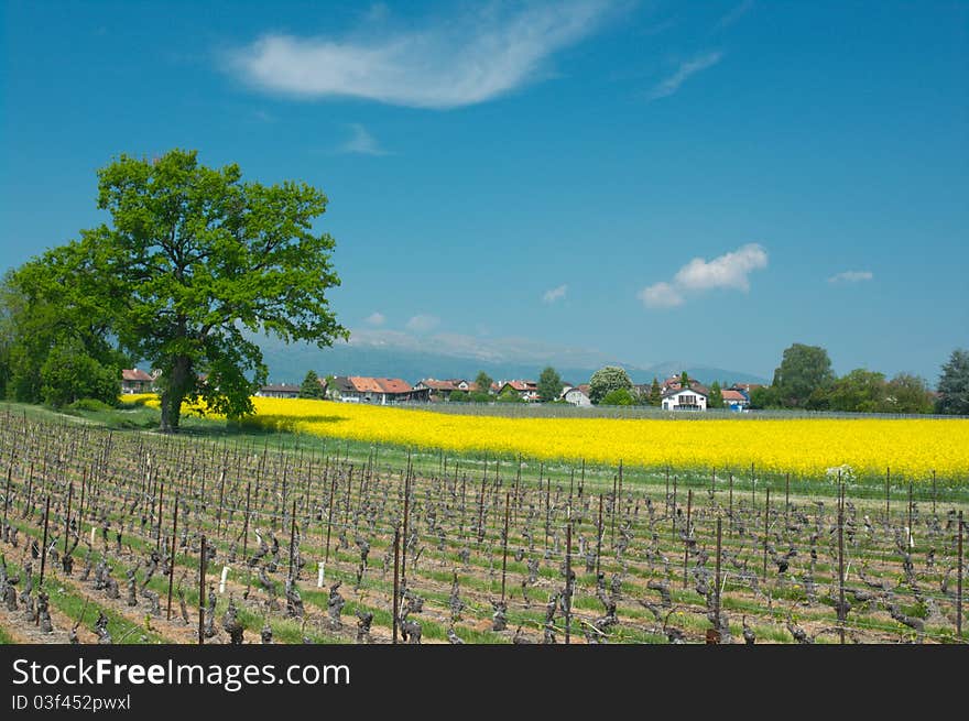 Swiss vineyard summer landscape