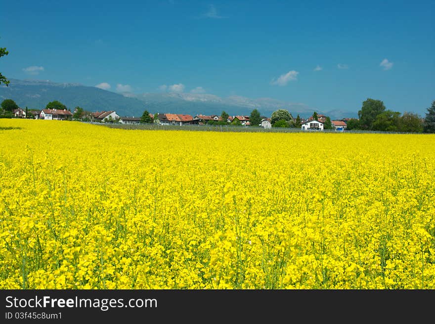 Swiss summer rural landscape