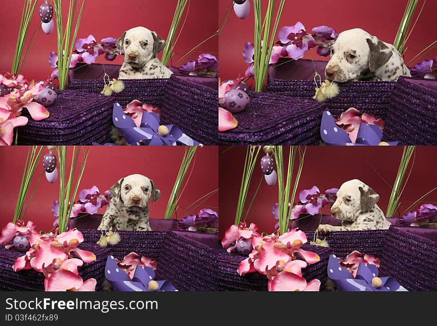 Liver spotted female dalmatian puppy in easter decoration