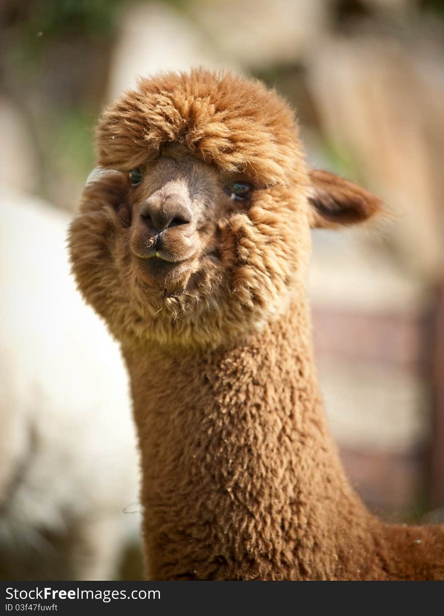 Fluffy brown alpaka looks at the camera