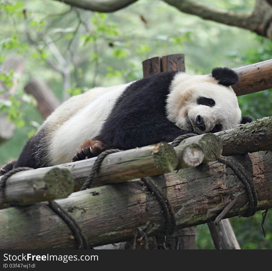 Giant panda walking on woods