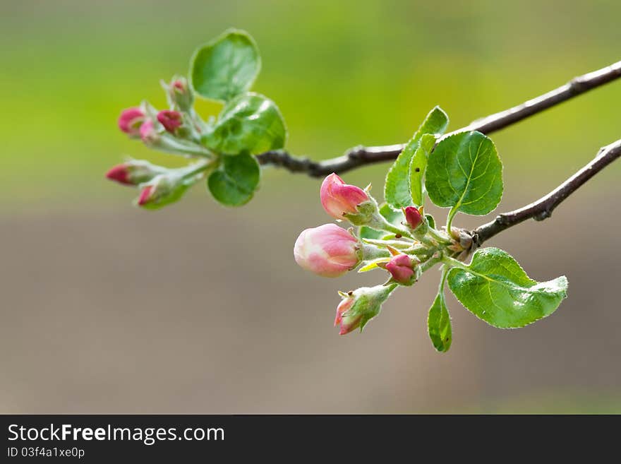 Branch of apple tree in bloom.